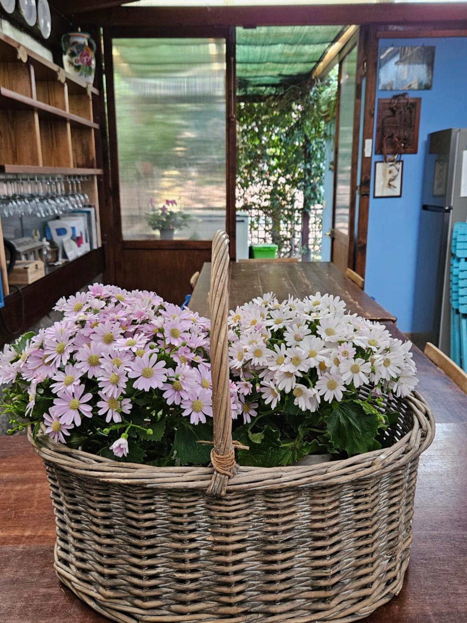 Villa Villacolle 프로키오 외부 사진